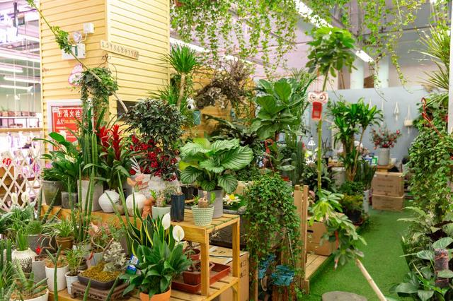室内养花有“讲究”，5个地方不适合养，否则容易收空盆