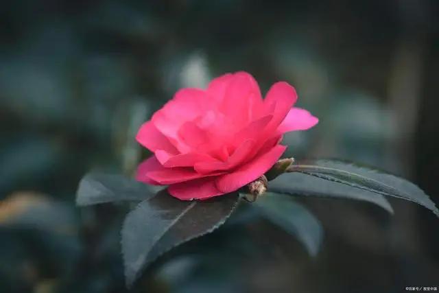 三月养茶花，记住“4不做”，叶片油亮长势好，老花匠的经验要听