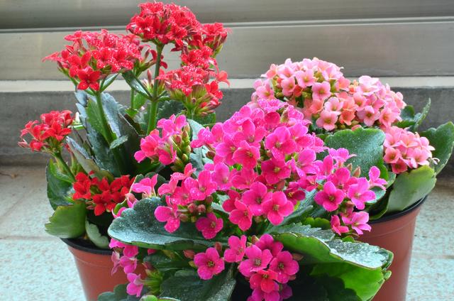 家里长寿花这样养护，安全度过炎炎夏日