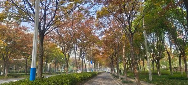 打造四季多彩的道路景观！青浦新增一条上海市绿化特色道路