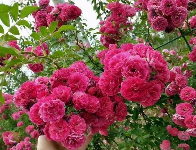 淘汰月季吧！阳台养这种花卉，香气浓，花开艳丽，比绿萝好养