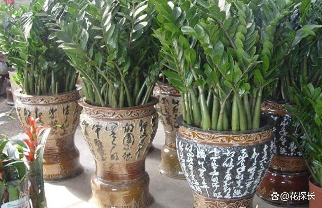 秋冬时节，养这5种花注意了：它们最怕浇水，浇一盆枯一盆