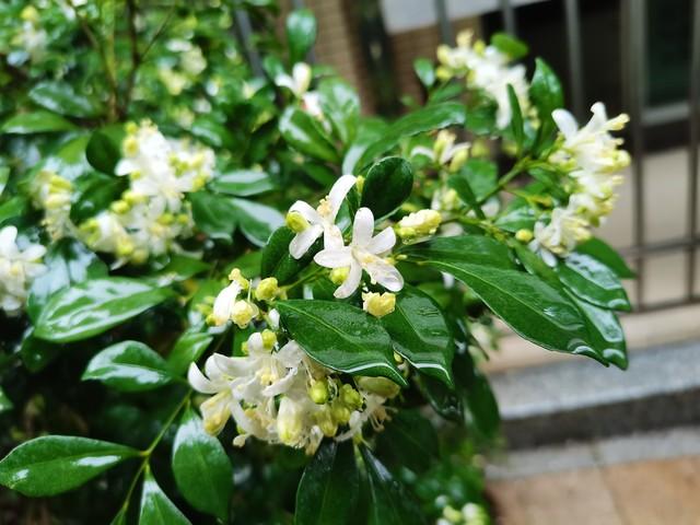 3种“漏财花”再漂亮也不养，不然再勤快也“难富”，越养越穷