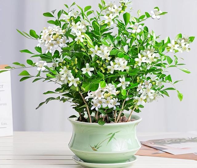 喜欢养花的朋友，建议养几盆此花在家里，香味浓郁，好打理
