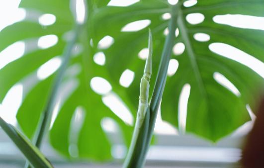 室内放什么植物可以有效净化空气？养这10种植物就足够了！