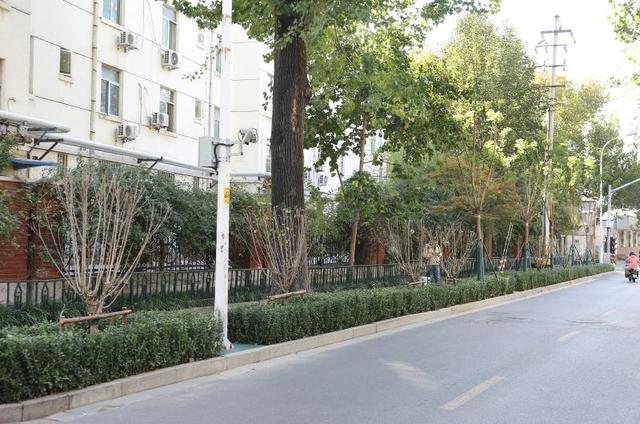 区园林中心完成益寿路绿化景观提升工程