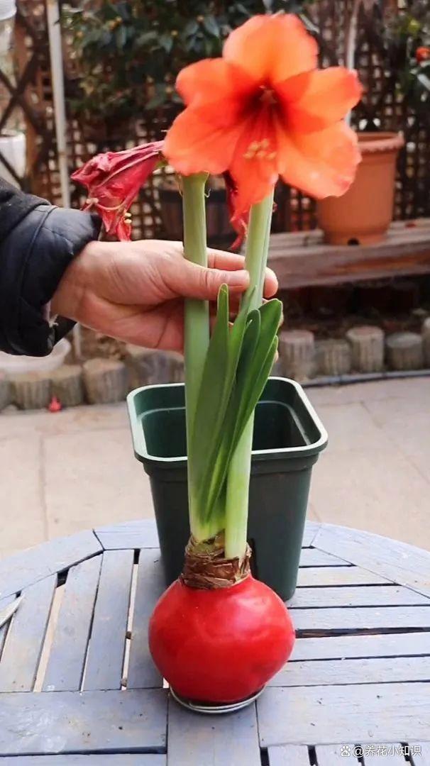 花卉种植的秘密武器：选择合适花盆培养健康花朵的关键！