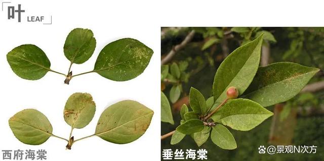 景观绿化中易混淆的植物品种。还在傻傻分不清吗