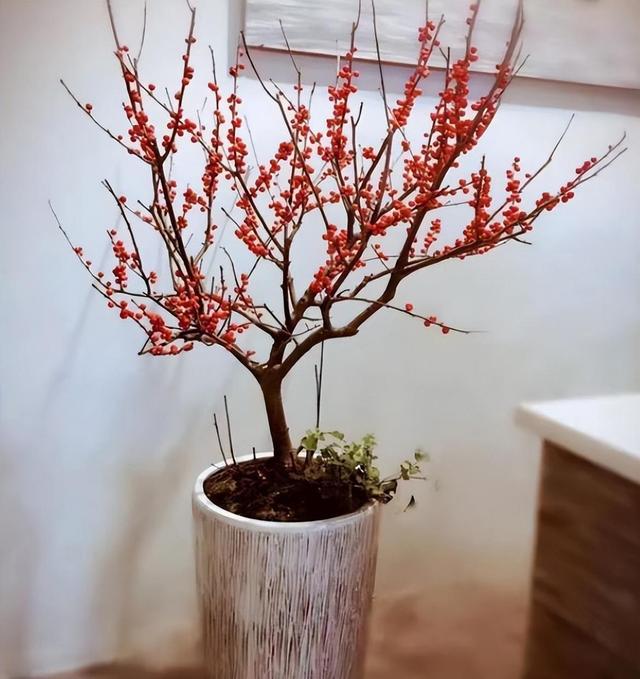 北美冬青：红豆生“西国”，冬季挂满枝，值得居家养护