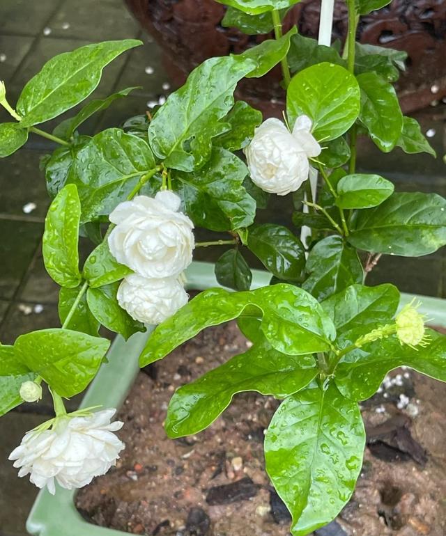 茉莉花界的“男神”，花径4厘米，浓香，多季节开花，你值得拥有