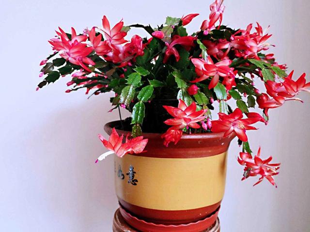 蟹爪兰这样施肥，花儿开得鲜艳又旺盛