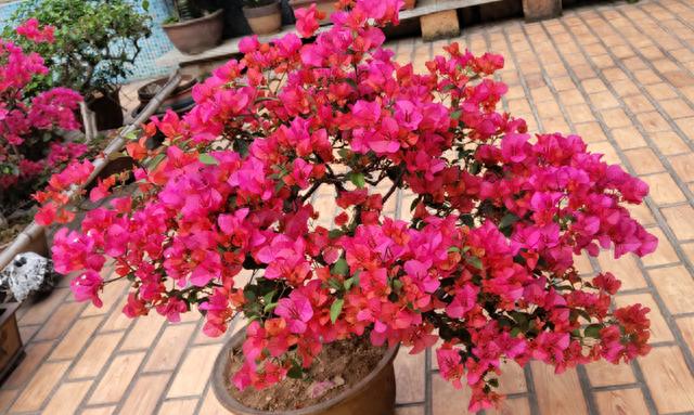 花市探寻：7种花爱不释手，品养千纸鹤，错过唏嘘难挽回
