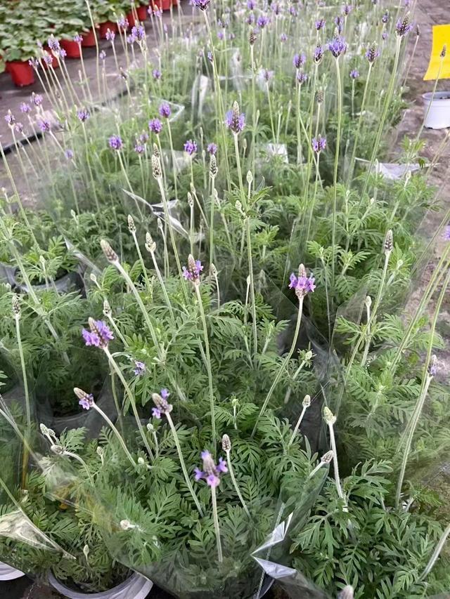 薰衣草植物繁殖方式