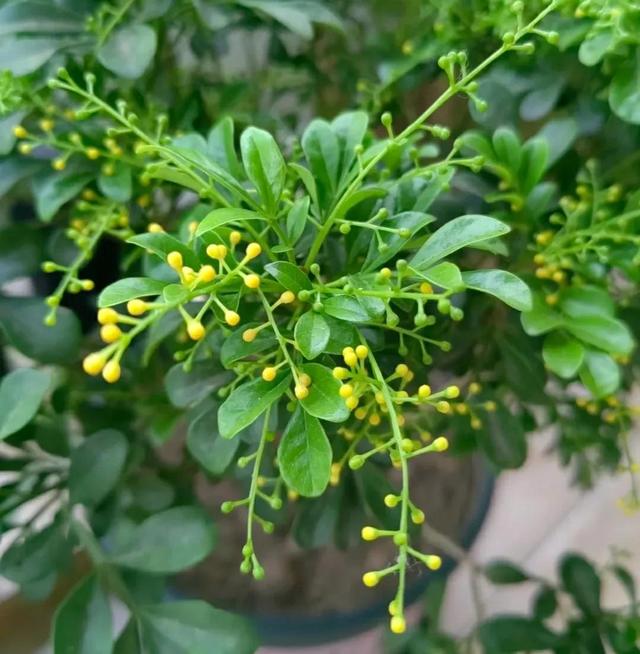 这种花“烟瘾”大，土壤中撒点烟灰，只见花朵不见叶