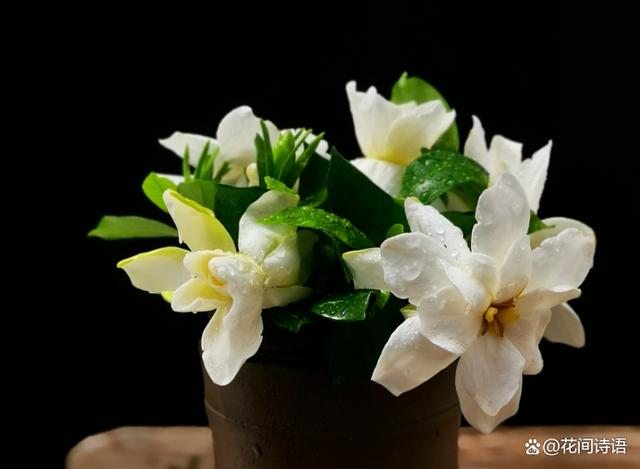 超好闻的“活香水”，家里养1盆，花香满屋，越闻越健康！