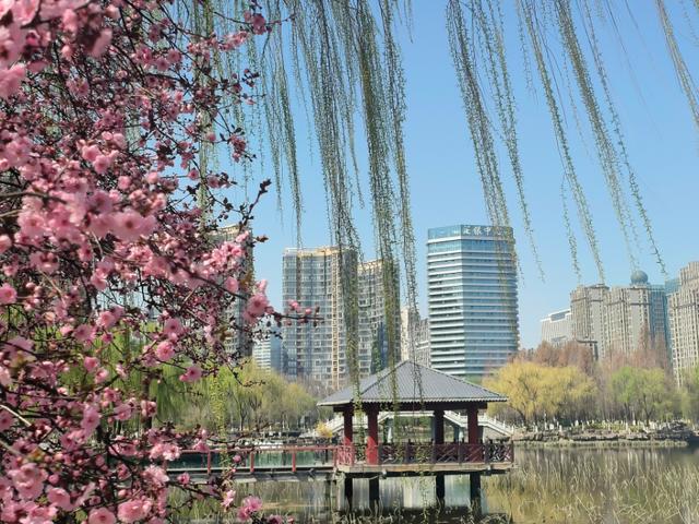 临沂市五洲湖公园绿化景观再提升，这个春天美成这样