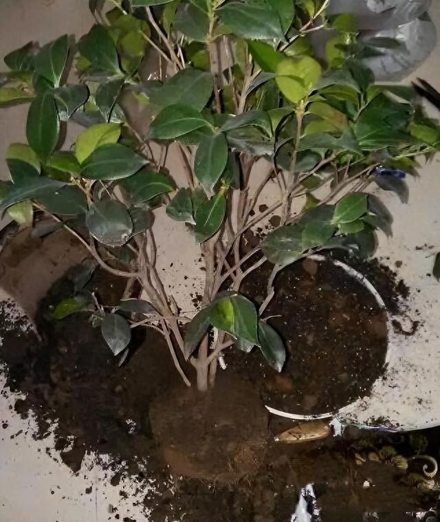 秋天养花，“5种花”抓紧换盆，长得更快更繁茂，开花多10倍