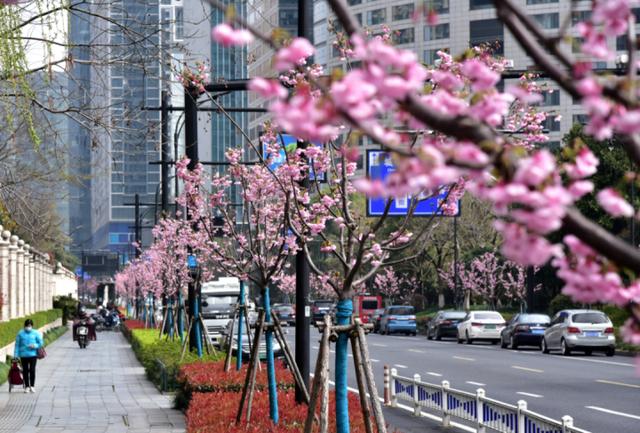“绿眼睛”上线！杭州市园文局诚邀市民来当护绿使者