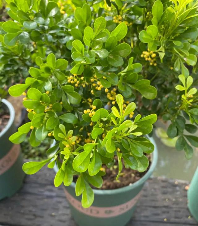 这种花“烟瘾”大，土壤中撒点烟灰，只见花朵不见叶