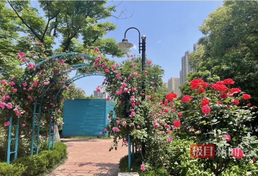 武汉：请叫我“玫瑰之城”