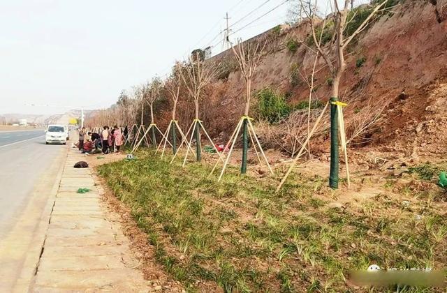 巩义市2023年将完成新造林500亩，推动一批重大生态项目！