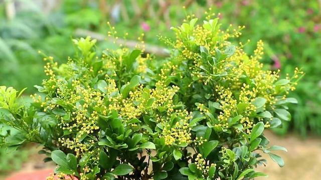 养盆米兰花，开完一茬又一茬，花瓣金黄色，四季都能开花