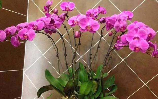 生活中，养花会带来什么好处呢？爱花的你一定要知道