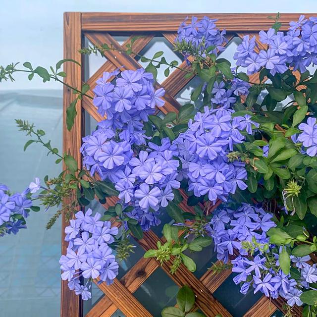 秋季养这5种花，再不舍也要“剪光花苞”，不剪掉明年无花可赏