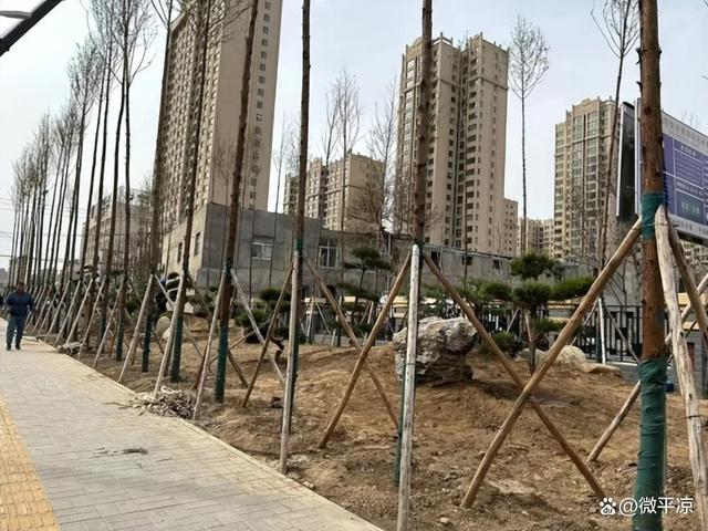 平凉中心城区园林绿化新植苗木2万株