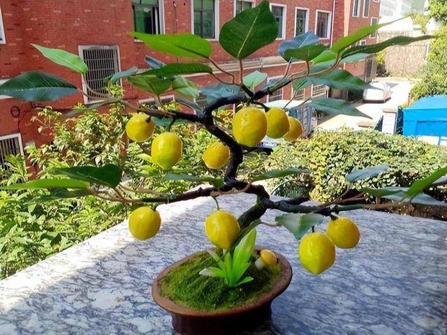 盆栽柠檬这样养，开花似香水，挂果多