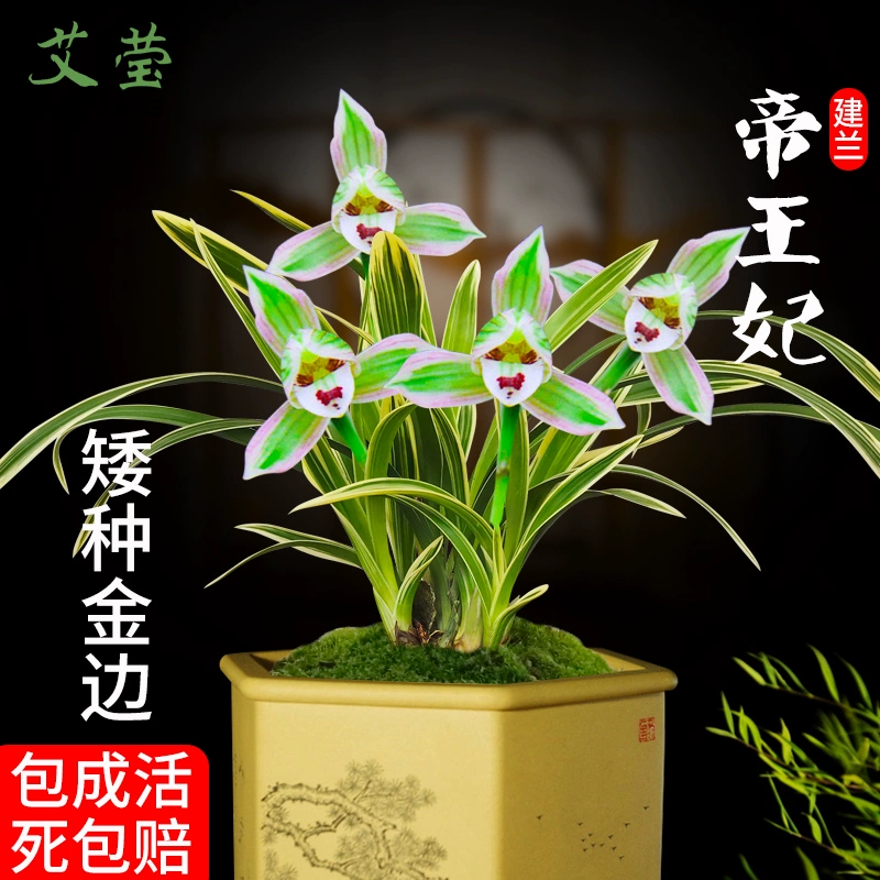 矮种兰花帝王妃的养护秘诀，让你也能成为养花达人！
