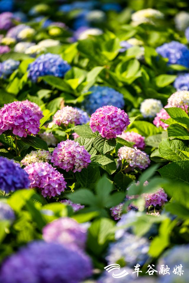 初夏时节，到汤湖公园与绣球花来场浪漫“约会”吧