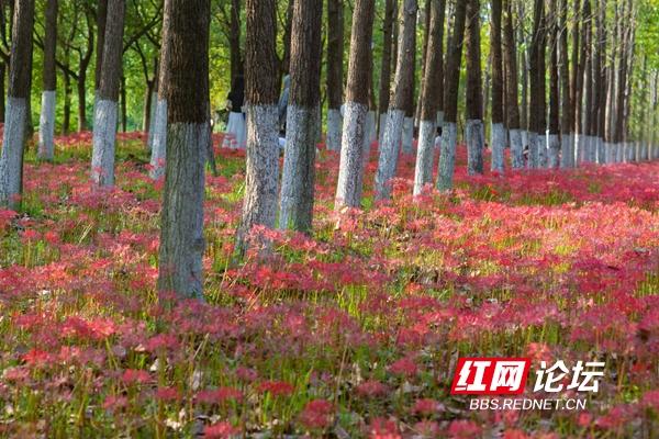 绿化带里还藏着多少惊喜？坐标长沙岳麓区：彼岸花盛放