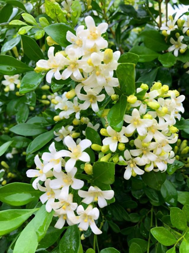 此花花色清新优雅，在院子里养一株，香气芬芳迷人，值得入手