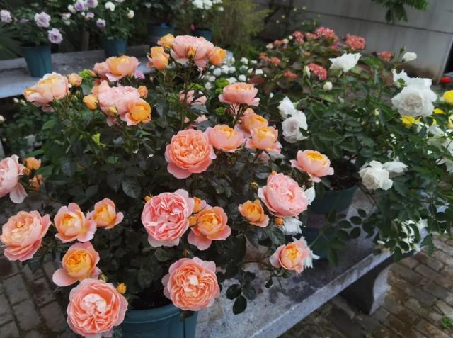 月季花是否有毒？