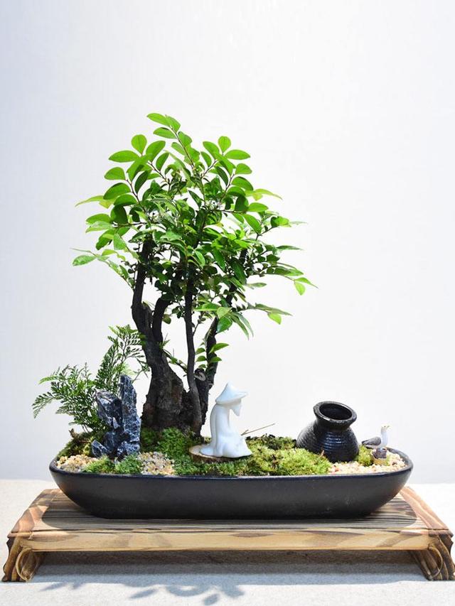 教你轻松养出小叶紫檀盆景，不容错过！