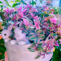 阳台上的5种花，养了3年多，依然是“心之所爱”，给大家晒晒