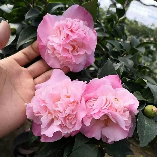 养盆“香妃”茶花，开花繁多、香味浓郁，关键是易养活，适合小白