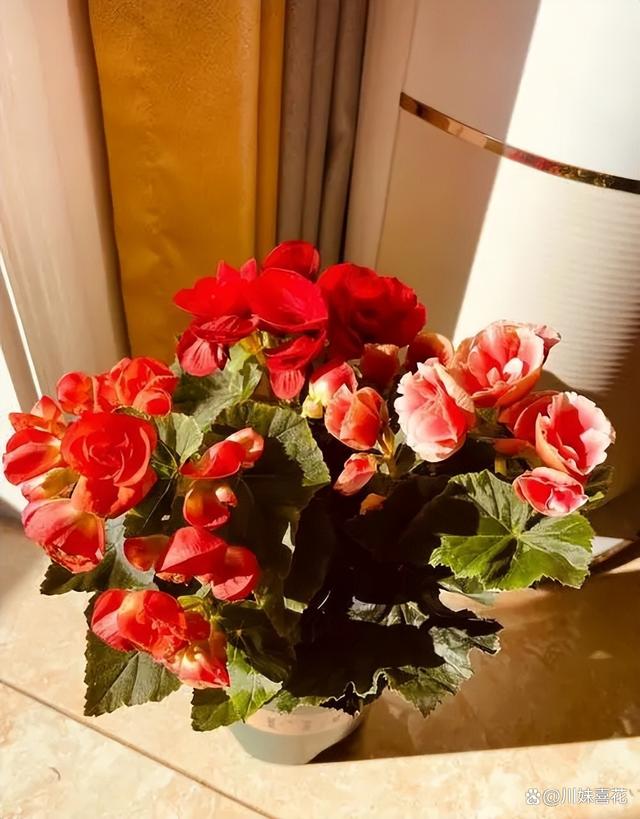 分享5种高颜值花，每一种都雍容华贵，多季节有花赏