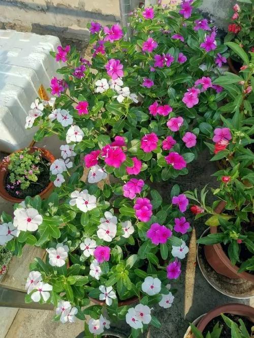 7种漂亮花，越热越“出彩”，6、7月养花首选，适合新手