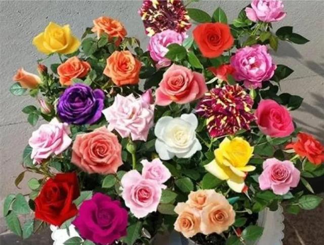 哪些花卉适合家里和办公室里种植，且很爱开花并好养？
