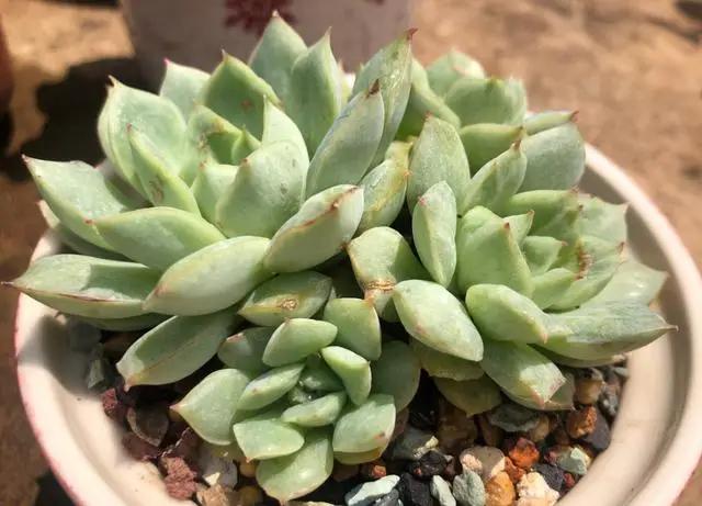 天气热，多肉怎么养？做好3步，再热也不怕，枝叶肥壮，越长越美