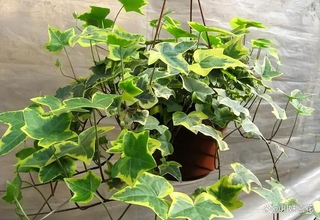 居家养花推荐你养这5种，寓意美好带来好兆头，皮实好养适合新手