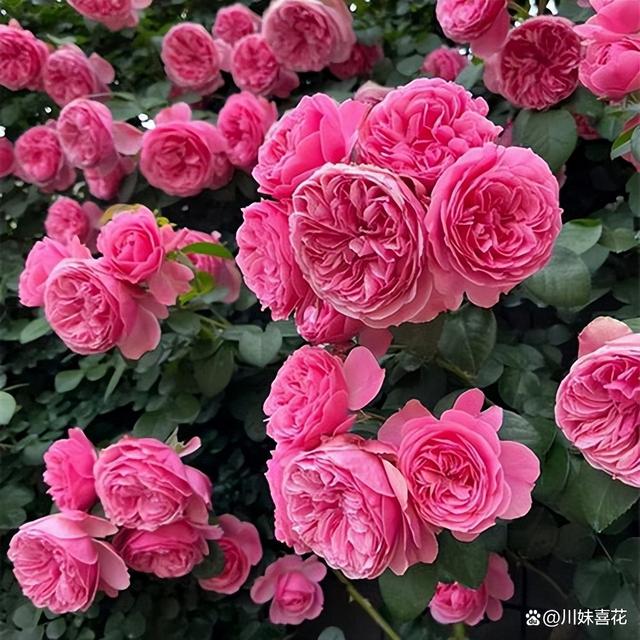入秋后，家里的5种花经常搬出去淋雨，长势旺盛花开不断