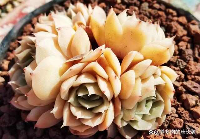 多肉昂斯诺度夏难吗？夏天应该怎么养？只花3分钟就让你了解清楚