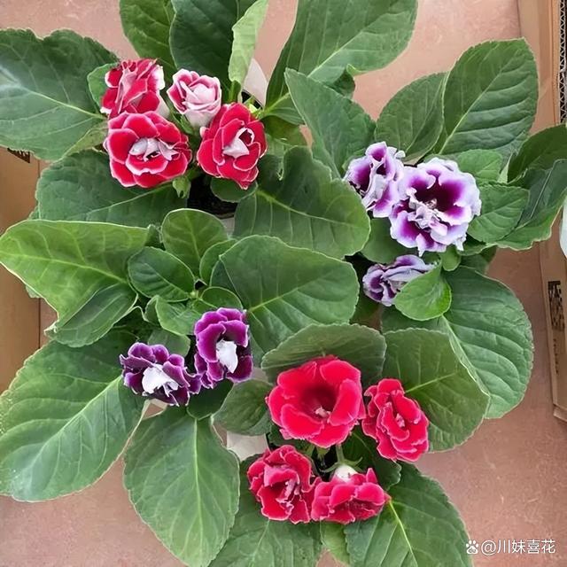 容易繁殖的6种花，摘片叶子插土里，生根快当年有花赏