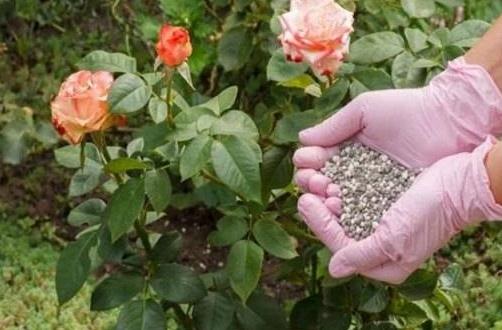 月季花是否有毒？