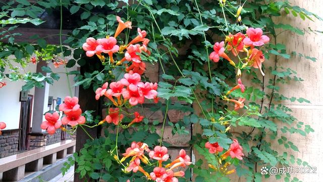 家乡美景风光秀：衡阳市南湖公园凌霄花绚丽绽放，灿烂夺目