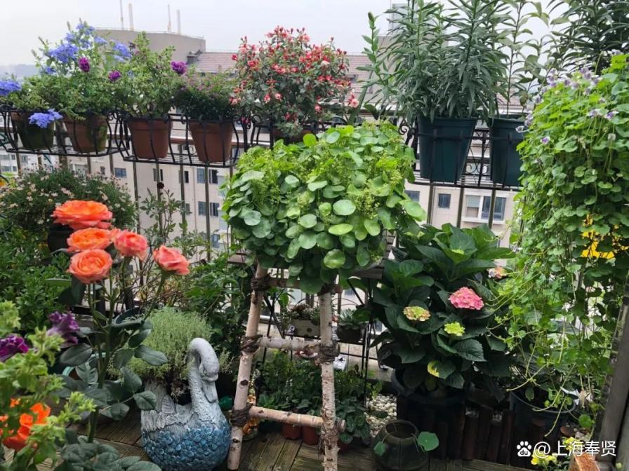 立体绿化为建筑披绿衣，让森林城市更低碳