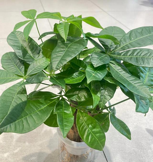 哪怕再没钱，冬天也要入手4种花，好看又吉利，越养越旺财
